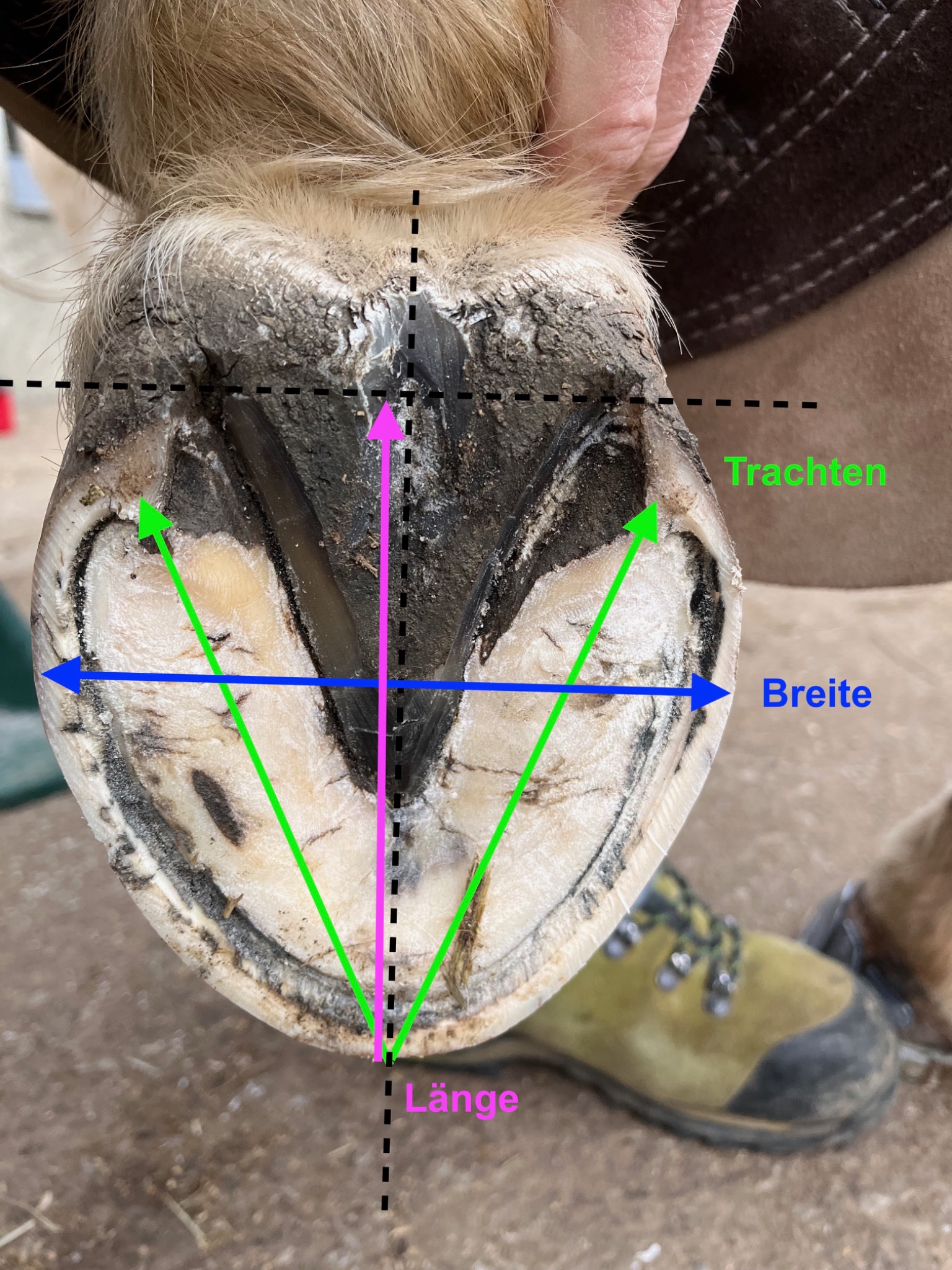Huf von unten mit eingezeichneten Maßen: Breite (blau), Länge (rosa), Trachten (grün)
