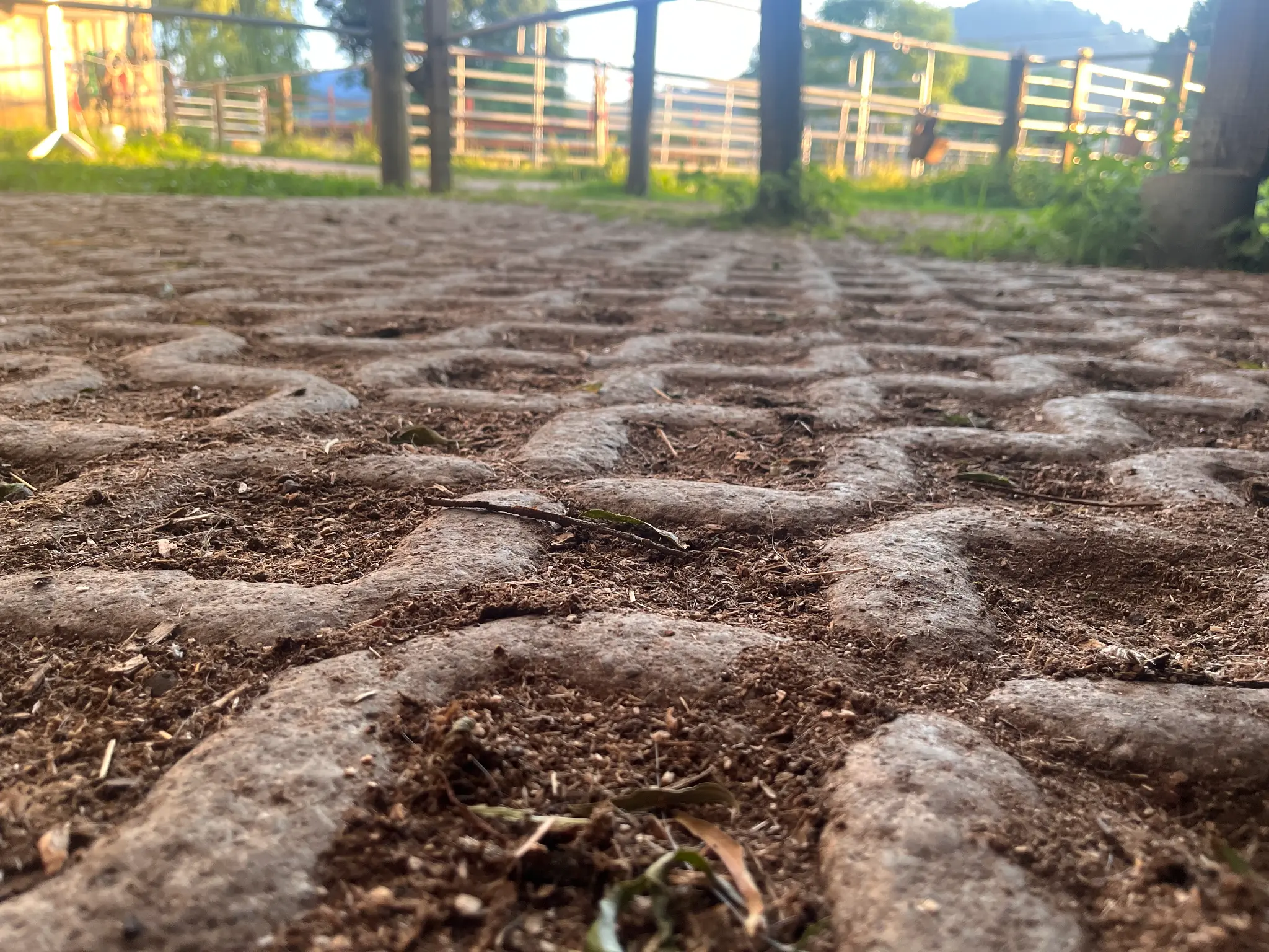 Rasengittersteine im Paddock – typischer abrasiver Untergrund im Stall-Alltag